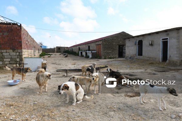 Bakıda sahibsiz itlər üçün fəaliyyət göstərən sığınacaq