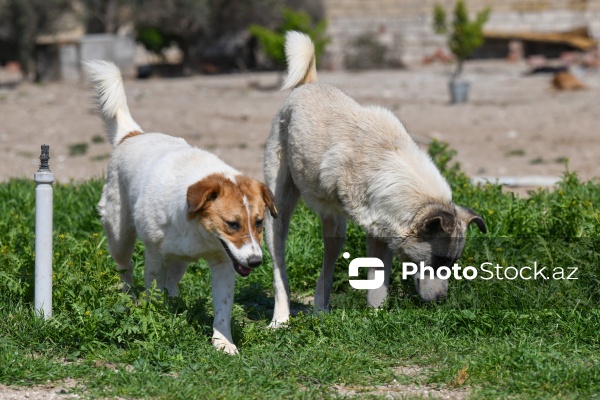 Bakıda sahibsiz itlər üçün fəaliyyət göstərən sığınacaq