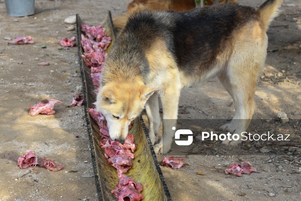 Bakıda sahibsiz itlər üçün fəaliyyət göstərən sığınacaq