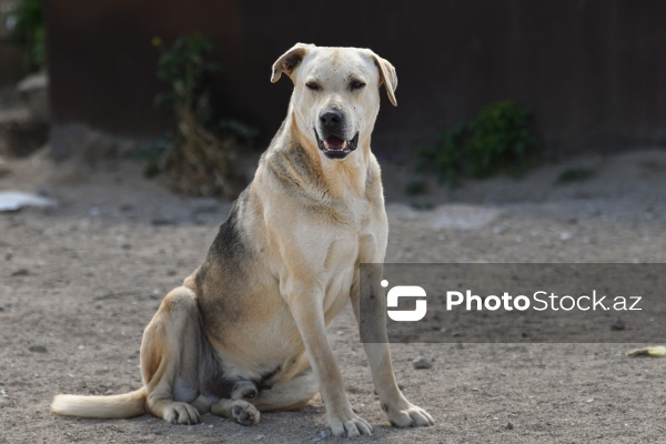Bakıda sahibsiz itlər üçün fəaliyyət göstərən sığınacaq