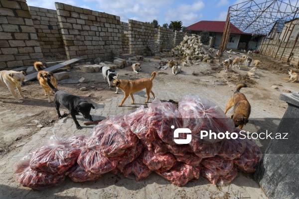 Bakıda sahibsiz itlər üçün fəaliyyət göstərən sığınacaq