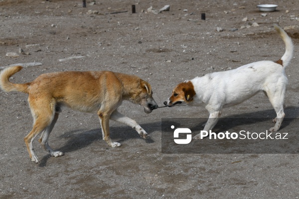 Bakıda sahibsiz itlər üçün fəaliyyət göstərən sığınacaq
