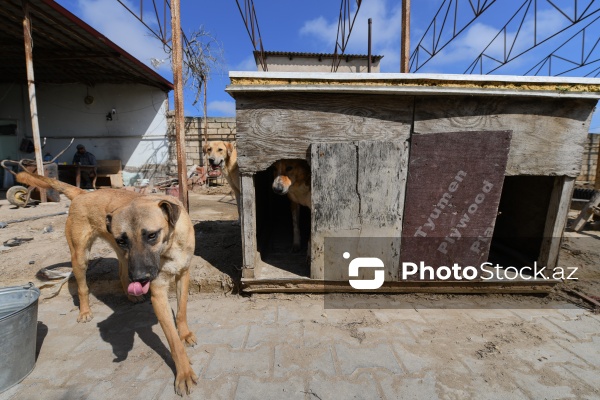 Bakıda sahibsiz itlər üçün fəaliyyət göstərən sığınacaq