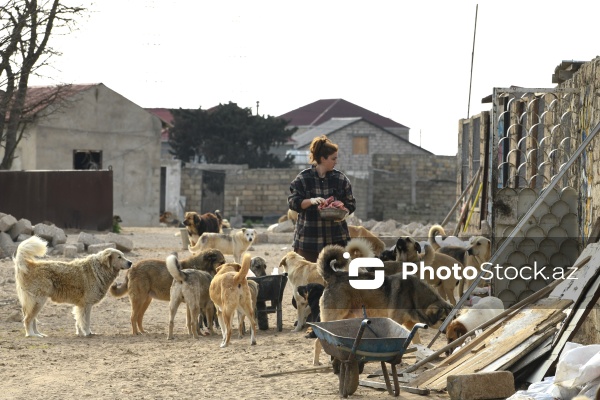 Bakıda sahibsiz itlər üçün fəaliyyət göstərən sığınacaq