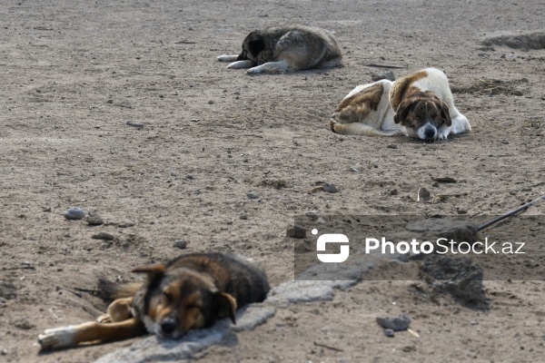Bakıda sahibsiz itlər üçün fəaliyyət göstərən sığınacaq