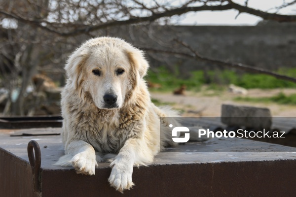 Bakıda sahibsiz itlər üçün fəaliyyət göstərən sığınacaq