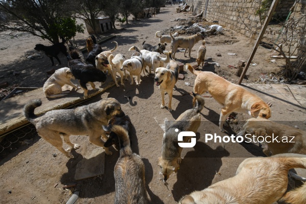 Bakıda sahibsiz itlər üçün fəaliyyət göstərən sığınacaq