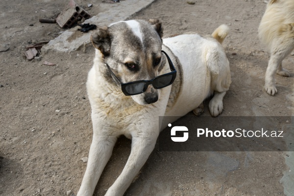 Bakıda sahibsiz itlər üçün fəaliyyət göstərən sığınacaq