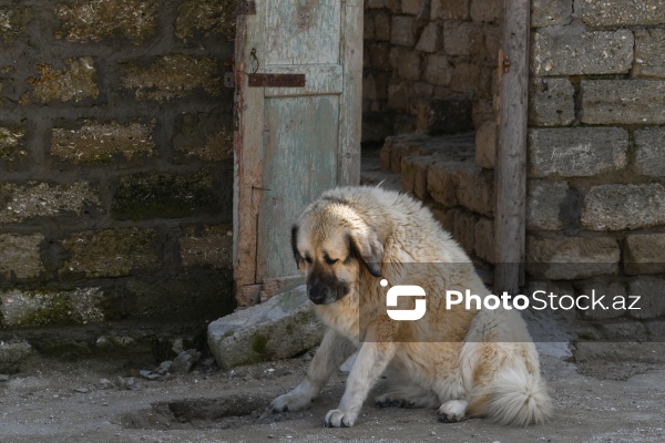 Bakıda sahibsiz itlər üçün fəaliyyət göstərən sığınacaq