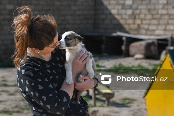 Bakıda sahibsiz itlər üçün fəaliyyət göstərən sığınacaq