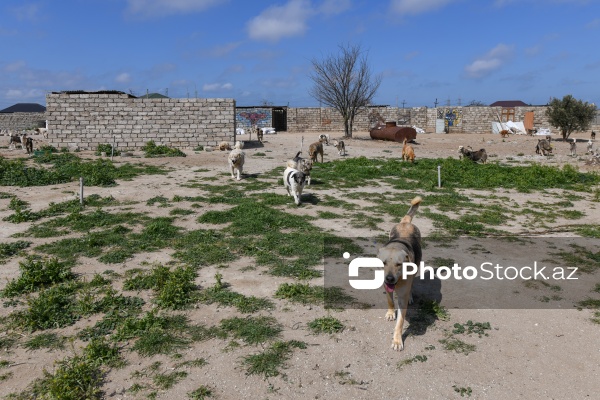 Bakıda sahibsiz itlər üçün fəaliyyət göstərən sığınacaq