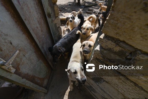 Bakıda sahibsiz itlər üçün fəaliyyət göstərən sığınacaq