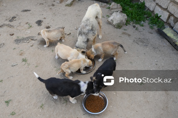 Bakıda sahibsiz itlər üçün fəaliyyət göstərən sığınacaq