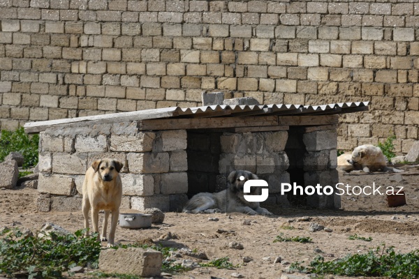 Bakıda sahibsiz itlər üçün fəaliyyət göstərən sığınacaq