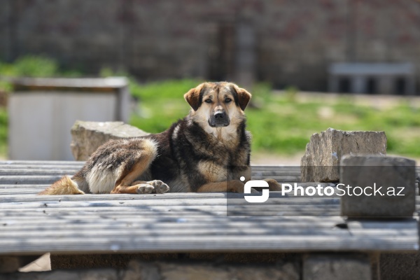 Bakıda sahibsiz itlər üçün fəaliyyət göstərən sığınacaq