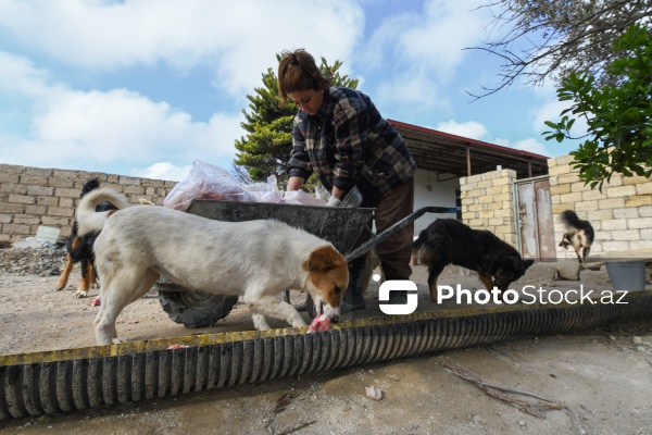 Bakıda sahibsiz itlər üçün fəaliyyət göstərən sığınacaq