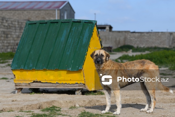 Bakıda sahibsiz itlər üçün fəaliyyət göstərən sığınacaq