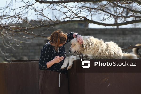 Bakıda sahibsiz itlər üçün fəaliyyət göstərən sığınacaq