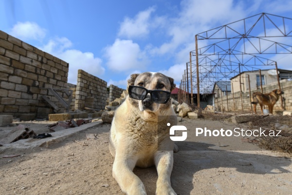 Bakıda sahibsiz itlər üçün fəaliyyət göstərən sığınacaq
