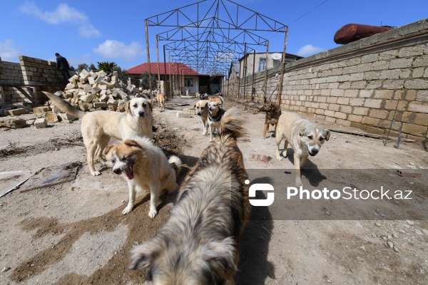 Bakıda sahibsiz itlər üçün fəaliyyət göstərən sığınacaq