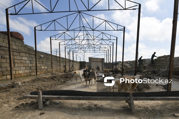 Bakıda sahibsiz itlər üçün fəaliyyət göstərən sığınacaq