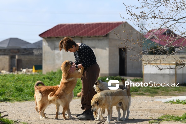 Bakıda sahibsiz itlər üçün fəaliyyət göstərən sığınacaq