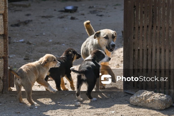 Bakıda sahibsiz itlər üçün fəaliyyət göstərən sığınacaq