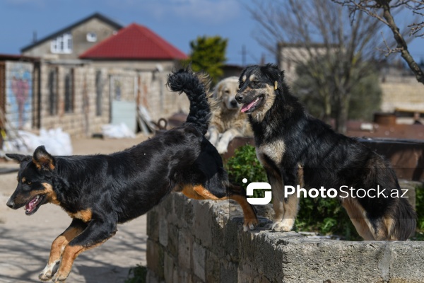 Bakıda sahibsiz itlər üçün fəaliyyət göstərən sığınacaq