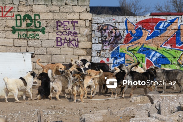 Bakıda sahibsiz itlər üçün fəaliyyət göstərən sığınacaq