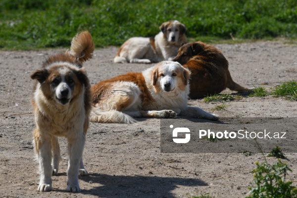 Bakıda sahibsiz itlər üçün fəaliyyət göstərən sığınacaq