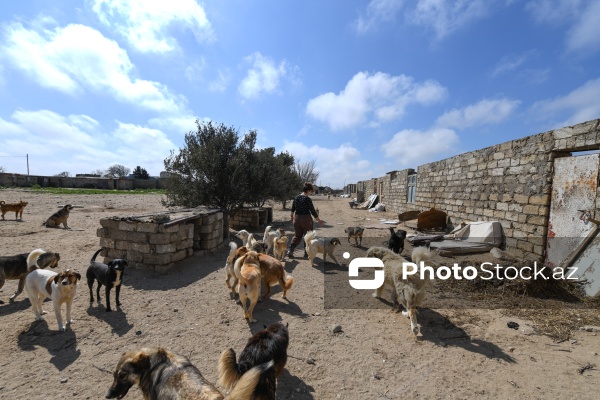 Bakıda sahibsiz itlər üçün fəaliyyət göstərən sığınacaq