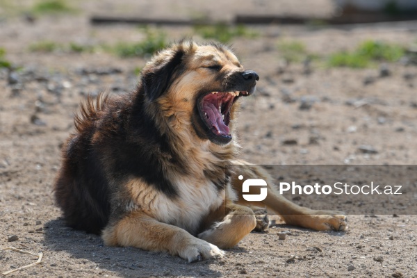 Bakıda sahibsiz itlər üçün fəaliyyət göstərən sığınacaq