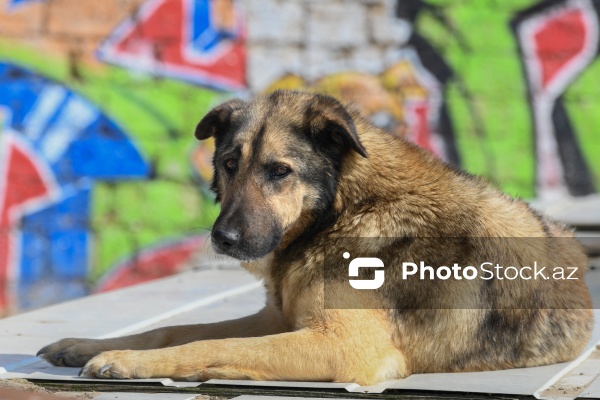 Bakıda sahibsiz itlər üçün fəaliyyət göstərən sığınacaq