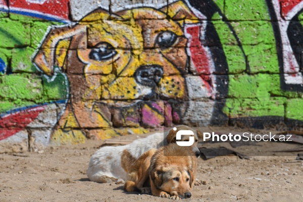 Bakıda sahibsiz itlər üçün fəaliyyət göstərən sığınacaq