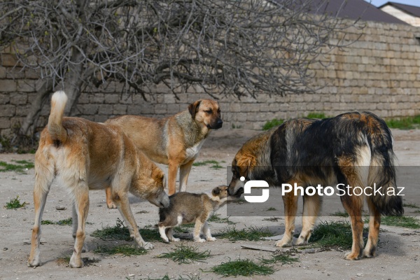 Bakıda sahibsiz itlər üçün fəaliyyət göstərən sığınacaq