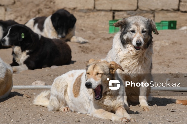 Bakıda sahibsiz itlər üçün fəaliyyət göstərən sığınacaq