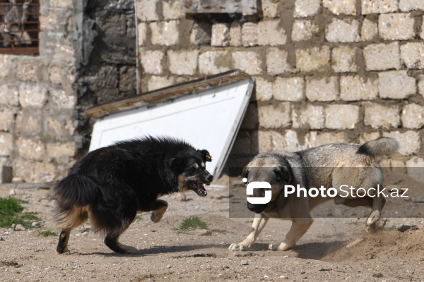 Bakıda sahibsiz itlər üçün fəaliyyət göstərən sığınacaq