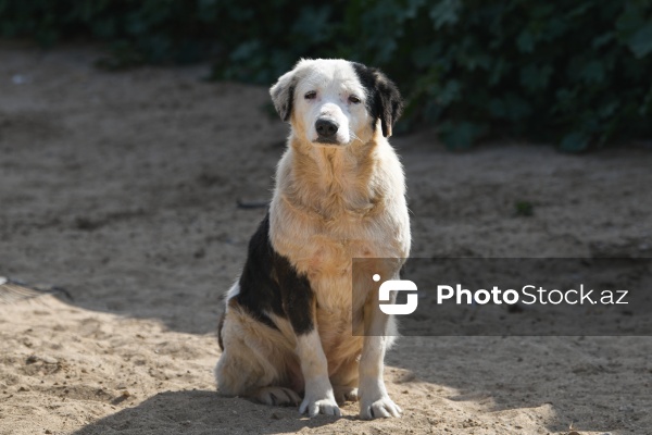 Bakıda sahibsiz itlər üçün fəaliyyət göstərən sığınacaq