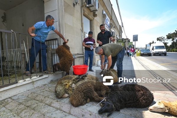 Qurban bayramı ərəfəsində heyvan bazarları