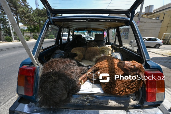 Qurban bayramı ərəfəsində heyvan bazarları