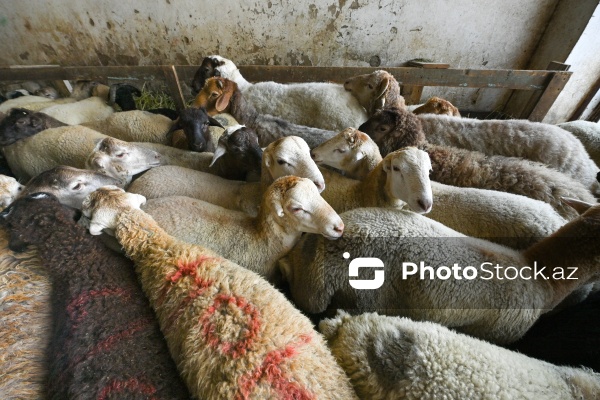 Qurban bayramı ərəfəsində heyvan bazarları