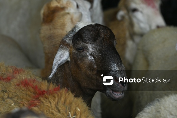 Qurban bayramı ərəfəsində heyvan bazarları