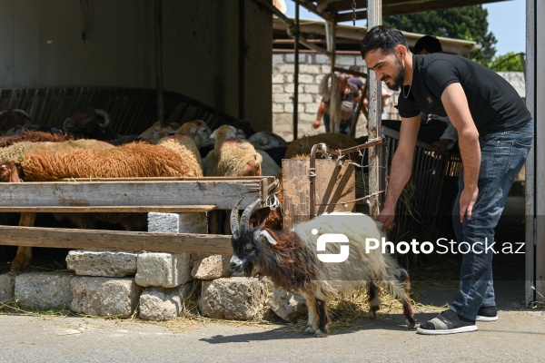 Qurban bayramı ərəfəsində heyvan bazarları
