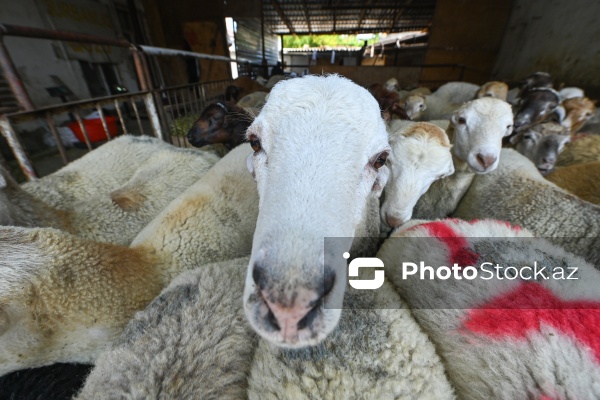 Qurban bayramı ərəfəsində heyvan bazarları