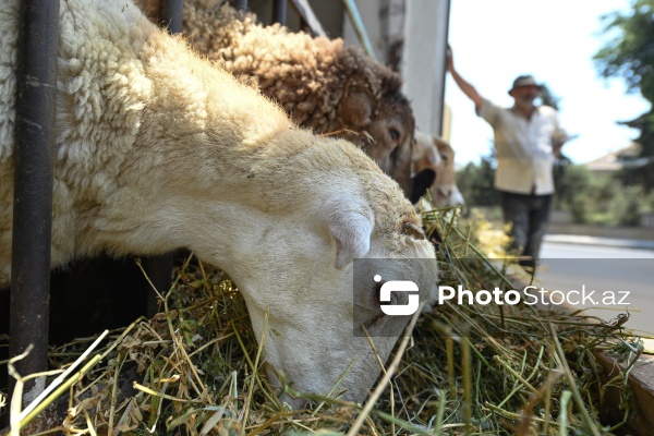 Qurban bayramı ərəfəsində heyvan bazarları