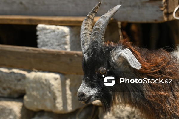 Qurban bayramı ərəfəsində heyvan bazarları