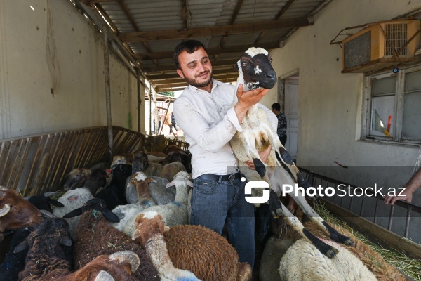 Qurban bayramı ərəfəsində heyvan bazarları