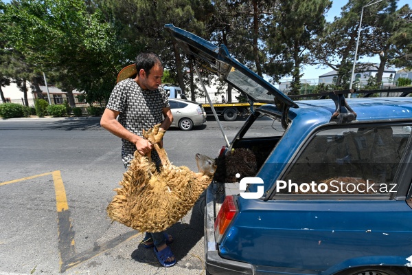 Qurban bayramı ərəfəsində heyvan bazarları