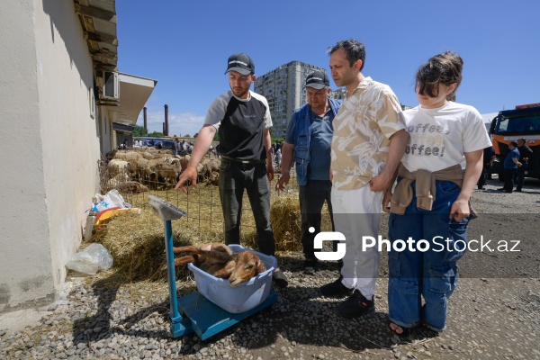 Qurban bayramı günlərində xidmət göstərən satış və kəsim məntəqələri