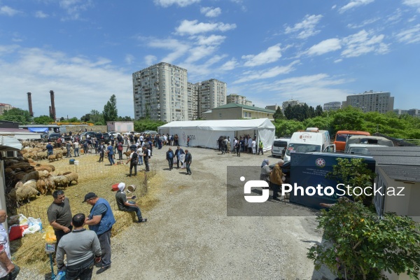 Qurban bayramı günlərində xidmət göstərən satış və kəsim məntəqələri
